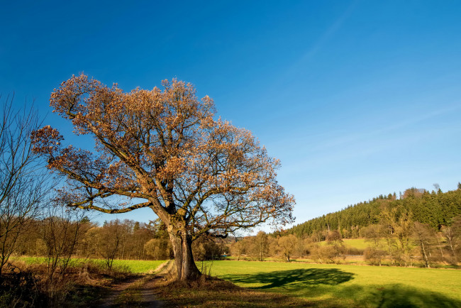 Обои картинки фото природа, деревья, простор