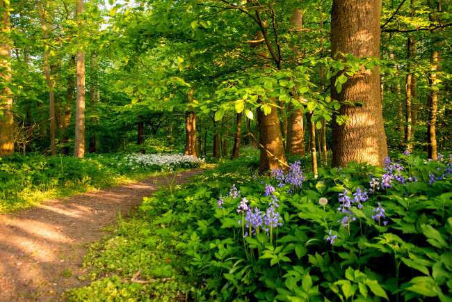 Обои картинки фото природа, лес, простор