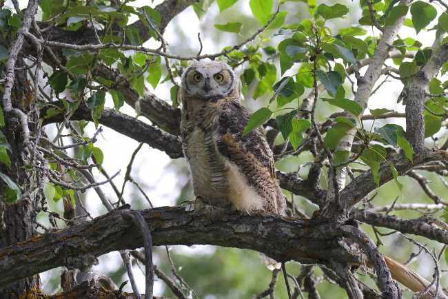 Обои картинки фото животные, совы, листья, ветки, природа, дерево, сова, птица