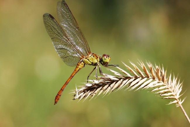 Обои картинки фото животные, стрекозы, травинка, насекомое, стрекоза, фон