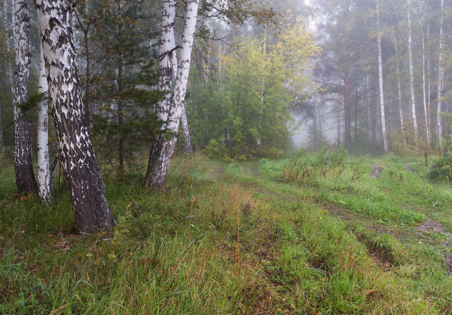 Обои картинки фото природа, лес, простор