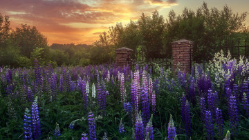 Картинка цветы люпин закат ограда