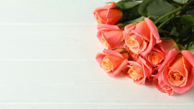 Обои картинки фото цветы, розы, бутоны