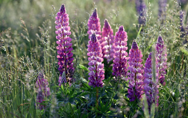 Обои картинки фото цветы, люпин, лиловый