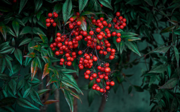 Картинка nandina+berries природа ягоды nandina berries