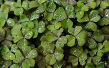 Картинка природа листья капли макро