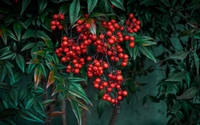 Обои картинки фото nandina berries, природа, ягоды, nandina, berries