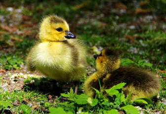 обоя животные, гуси, утята, птенцы, трава