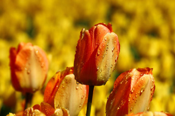 обоя цветы, тюльпаны