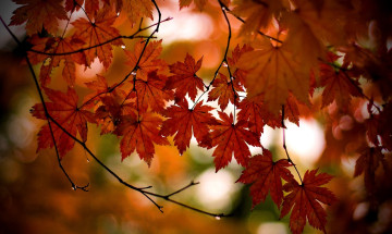 обоя природа, листья, клен, ветки, осень, дерево, капли