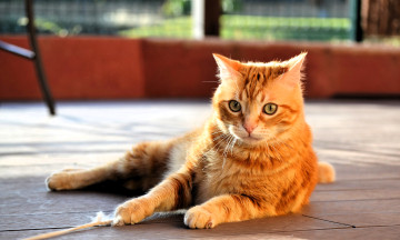 Картинка животные коты кот рыжий пол