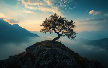 Картинка природа горы туман дерево облака