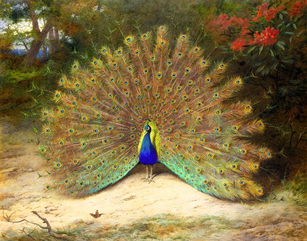 Обои картинки фото рисованное, archibald thorburn, павлин, хвост, деревья, кусты, цветы