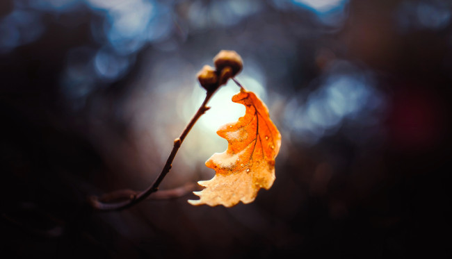 Обои картинки фото природа, листья, ветка, дуб, лист, осень