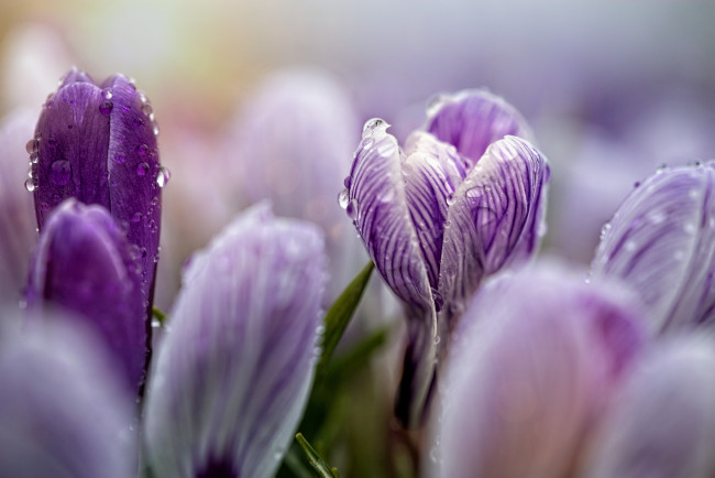 Обои картинки фото цветы, крокусы