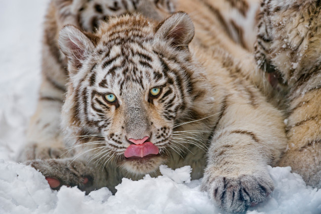 Обои картинки фото животные, тигры, тигр