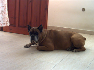 Картинка геночка животные собаки