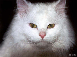 Картинка животные коты