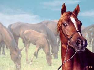 Картинка животные лошади