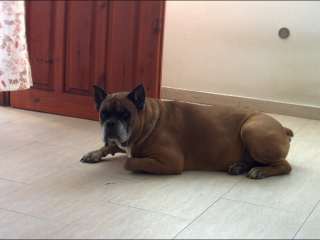 Обои картинки фото геночка, животные, собаки