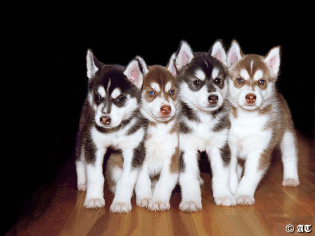 Обои картинки фото щенята, лайки, животные, собаки