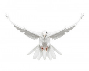 Картинка животные голуби