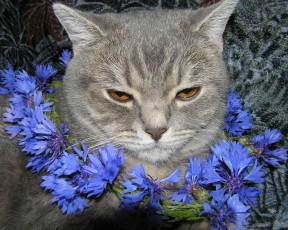 Картинка животные коты