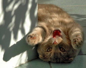 Картинка животные коты