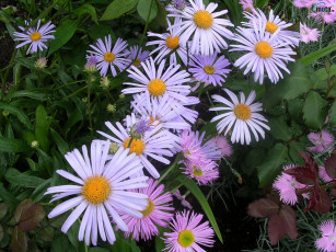 Картинка цветы астры