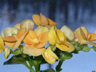 Картинка цветы бегония