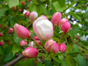 Картинка цветы цветущие деревья кустарники