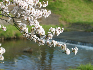 Картинка цветы цветущие деревья кустарники