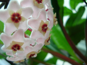 Картинка цветы цветущие деревья кустарники