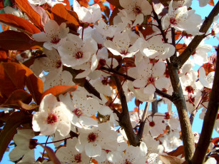 Картинка цветы цветущие деревья кустарники