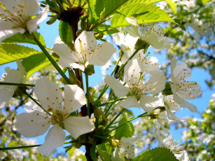 Картинка цветы цветущие деревья кустарники