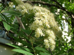 Картинка цветы цветущие деревья кустарники