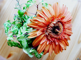 Картинка цветы герберы