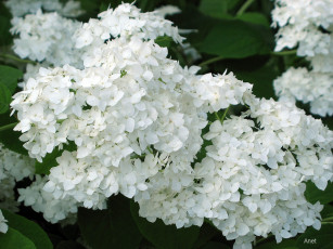 Картинка цветы гортензия