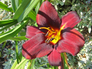 Картинка цветы лилии лилейники