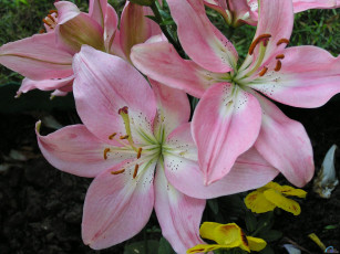 Картинка цветы лилии лилейники