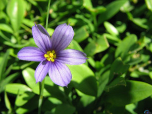 Картинка цветы луговые полевые