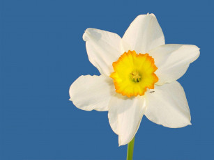 Картинка цветы нарциссы
