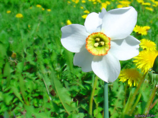 Картинка цветы нарциссы