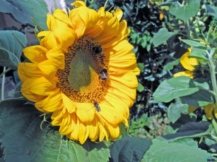 Картинка цветы подсолнухи