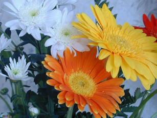 Картинка цветы разные вместе