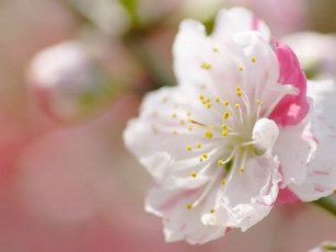 Картинка цветы сакура вишня