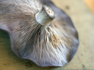 Картинка еда грибы грибные блюда