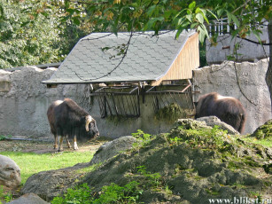 Картинка овцебык животные коровы буйволы