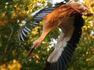 Картинка животные аисты