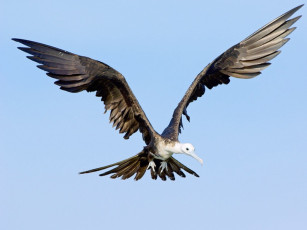 Картинка животные альбатросы